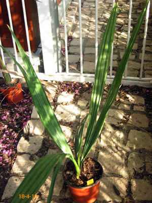 domigensis